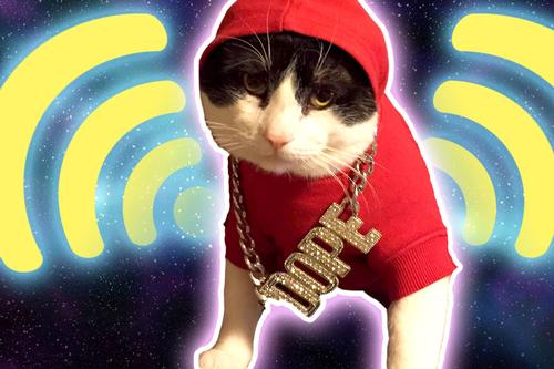 The Free Library has Upgraded its WiFi - Internet Users and Cat Memes Rejoice!
